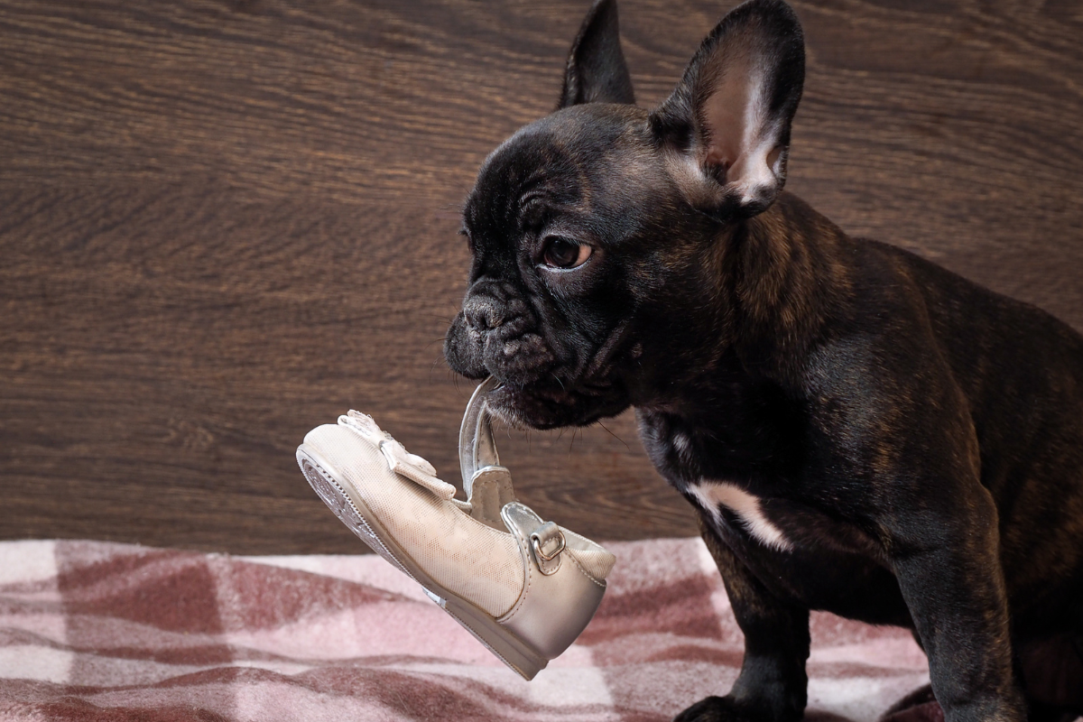 Teething Troubles? How to Save Your Shoes & Help Your Puppy Through the Chewing Phase