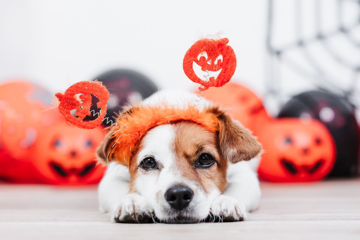 Spooky Season Training: 8 Common Puppy Fears Every Pet Parent Can Conquer